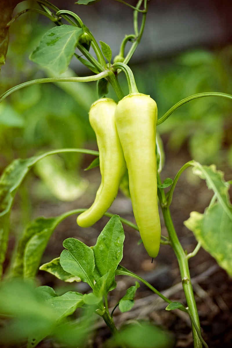 how to grow banana peppers in a pot