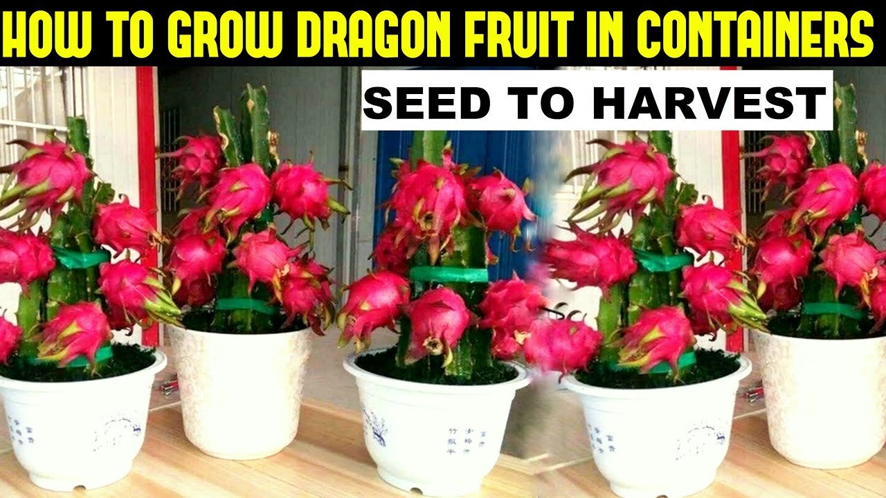 how to grow dragon fruit in a pot