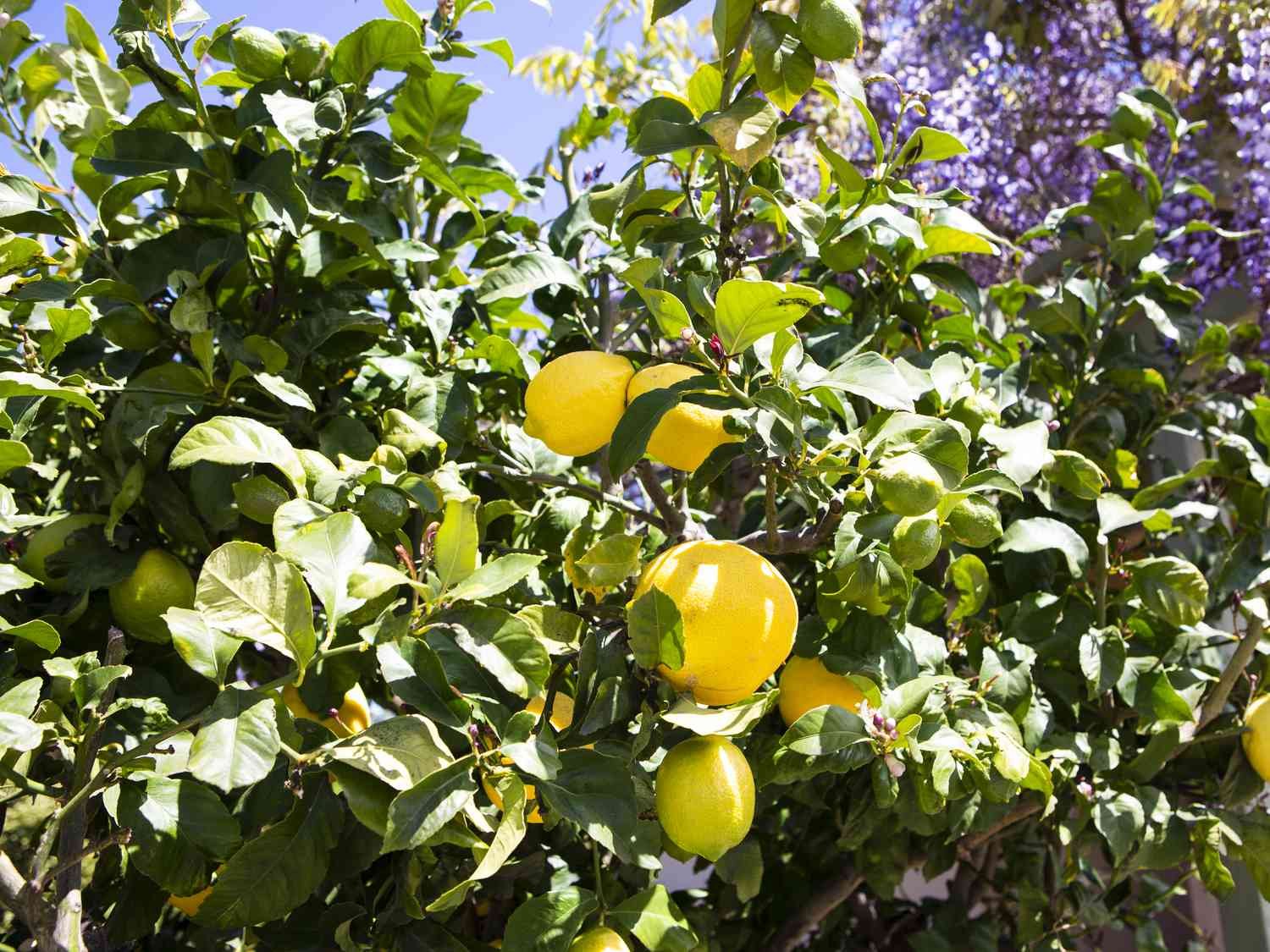how to grow eureka lemon tree in a pot