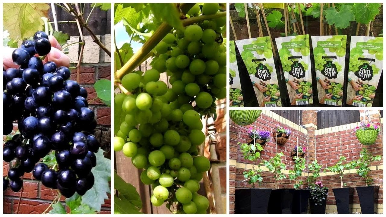 how to grow grapes in a pot