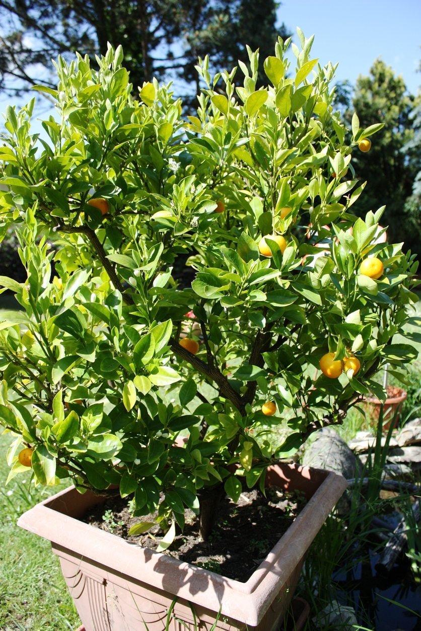 how to grow kumquat in a pot