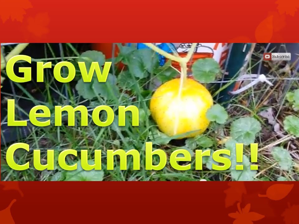 how to grow lemon cucumbers in a pot