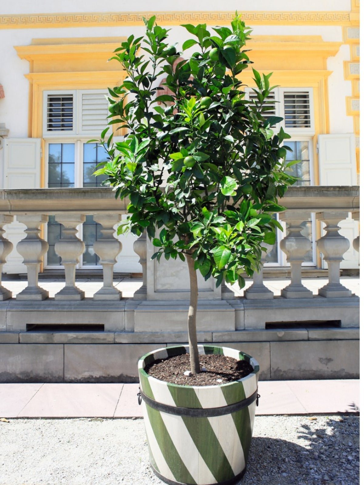 how to grow key lime tree in a pot