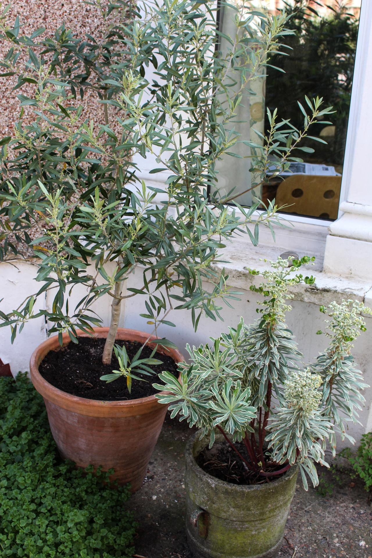 how to grow olive tree in a pot