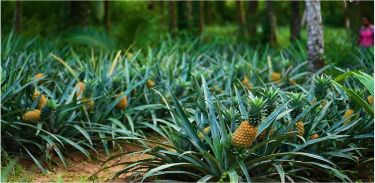 how much sunlight does a pineapple plant need? [EXPLAINED]