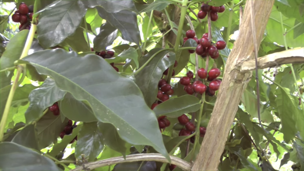 impact of sunlight on coffee fruit quality